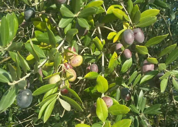 Monica - Uso Esclusivo * Terni